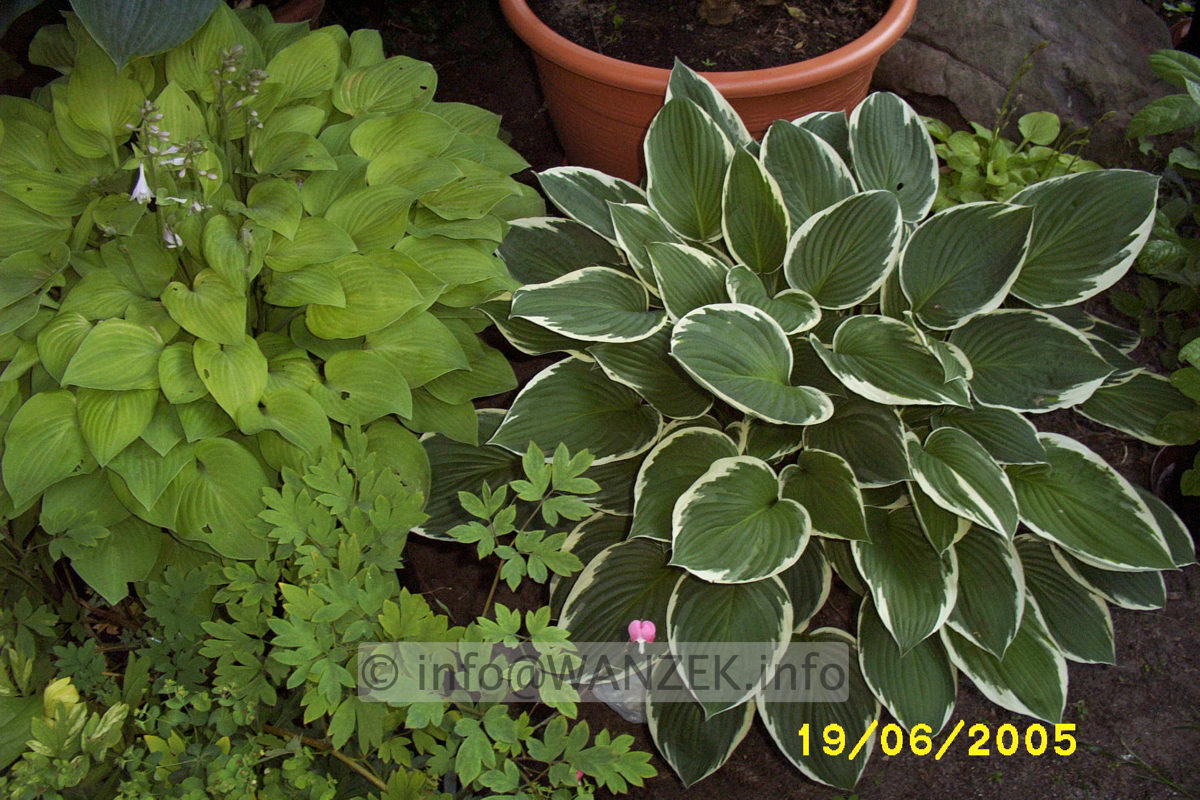 Hosta nakaiana Golden Nakaiana 11.JPG